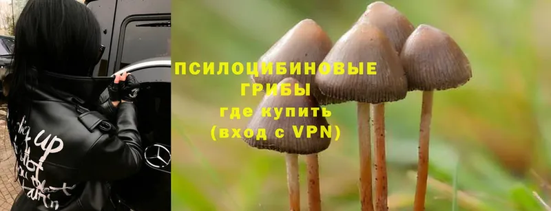 Псилоцибиновые грибы Magic Shrooms  Подпорожье 